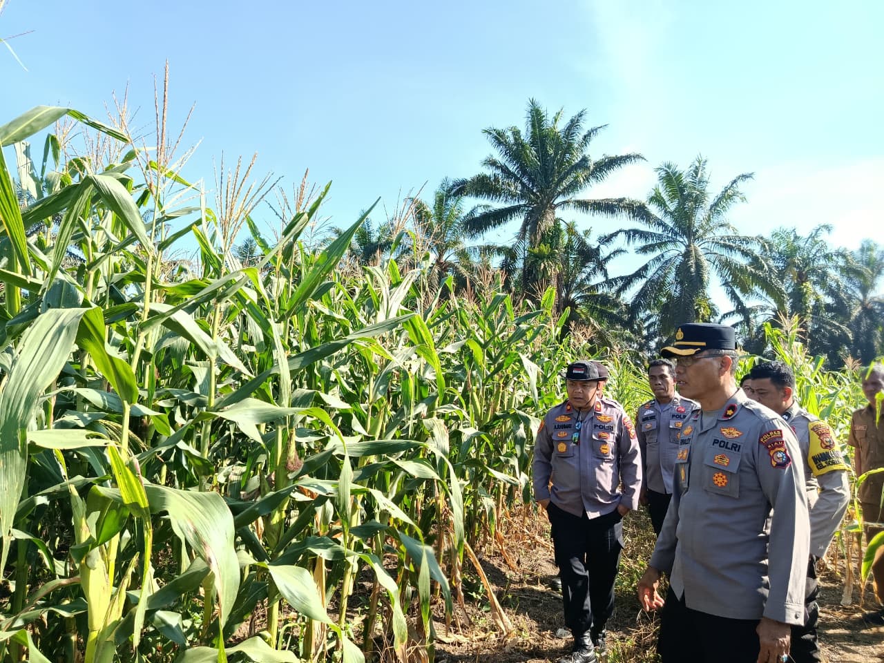 Wakapolres Pelalawan dan Kapolsek Pangkalan Kuras Cek 40 Hektare Jagung, dalam program ketahanan pangan