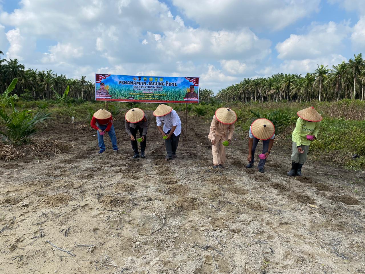 Dukung Ketahanan Pangan 2026, Polsek Lubuk Batu Jaya Bersama Masyarakat Tanam Jagung Pipil di Pontian Mekar