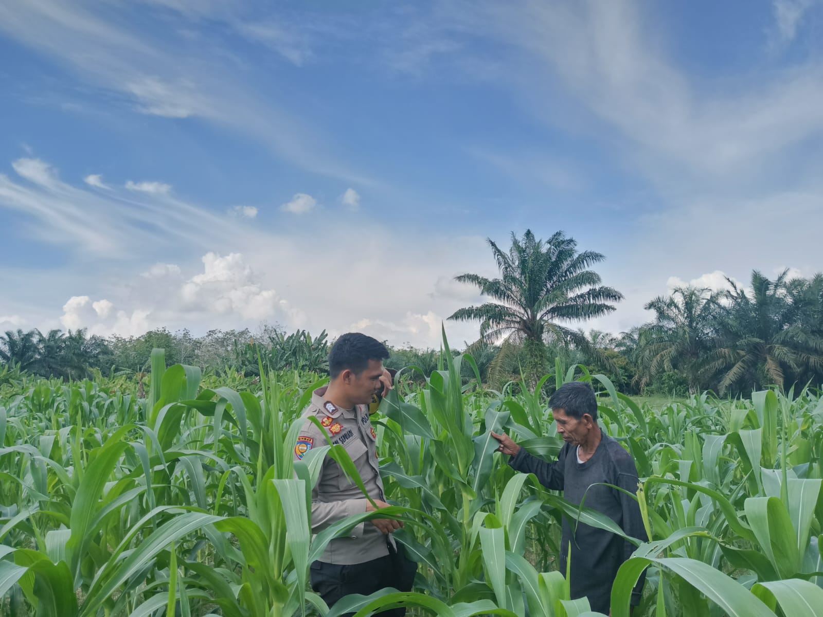 Polsek Kelayang Cek Program Ketahanan Pangan, Tanaman Jagung Pipil di Teluk Sejuah Tumbuh Subur