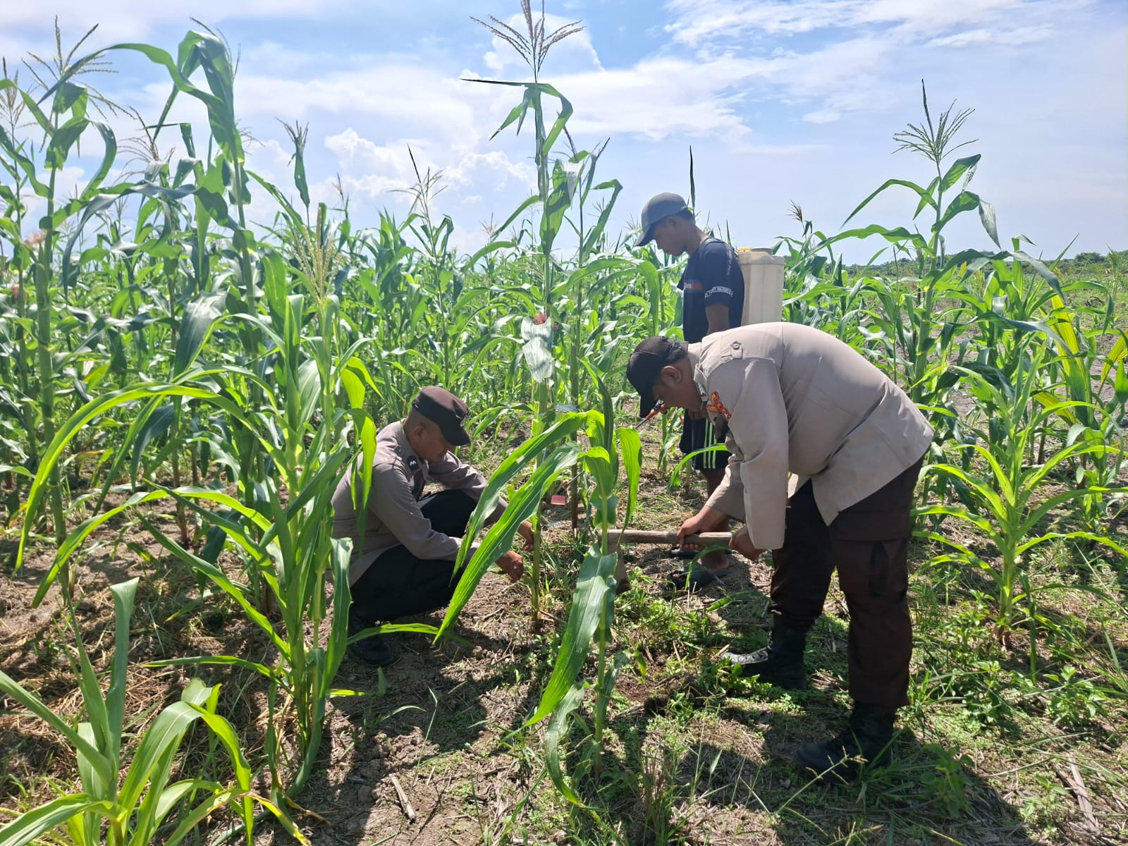 Polsek Kuala Kampar Kawal 15 Hektar Jagung di Sungai Solok, Dukung Ketahanan Pangan Nasional