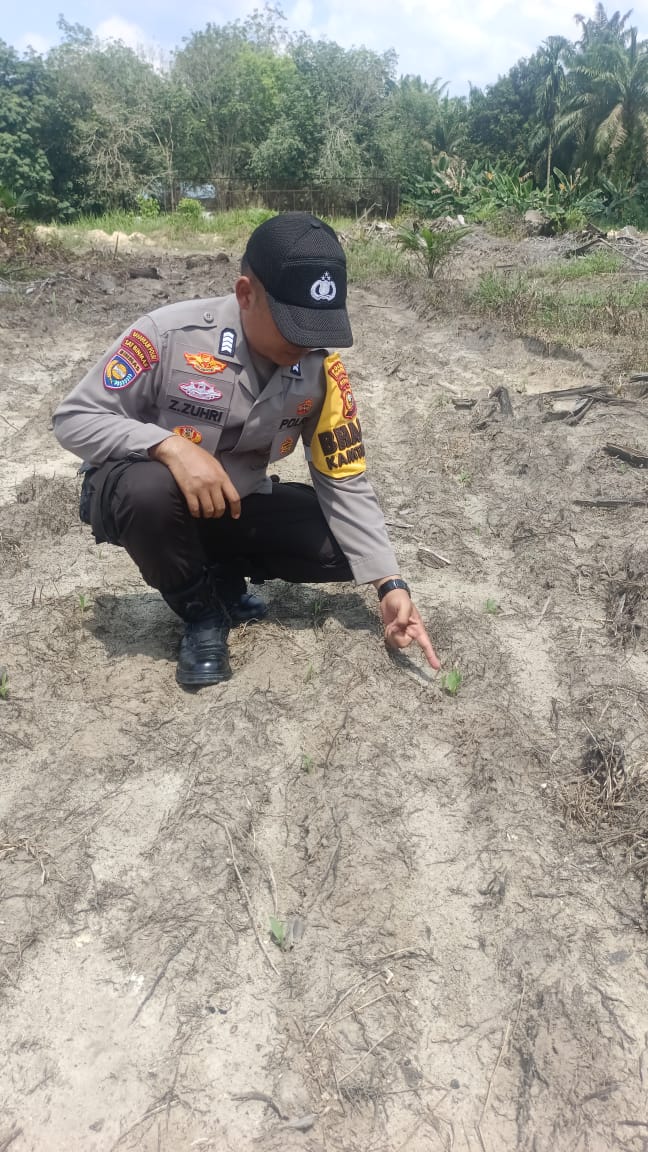 Polsek Ukui Cek Jagung 4 Hektar di Kampung Baru, Kawal Ketahanan Pangan Asta Cita