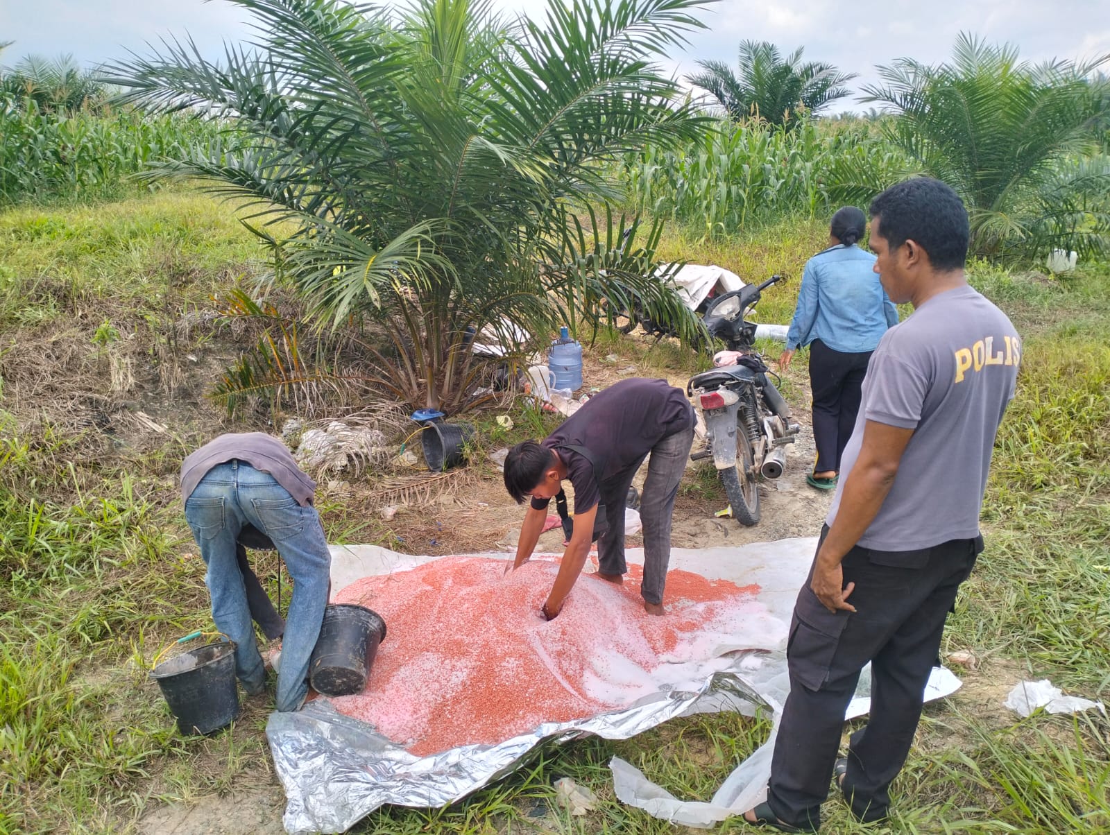 Pemupukan Kedua Jagung Pipil KUD Sialang Makmur, Polri Kuatkan Ketahanan Pangan Pelalawan