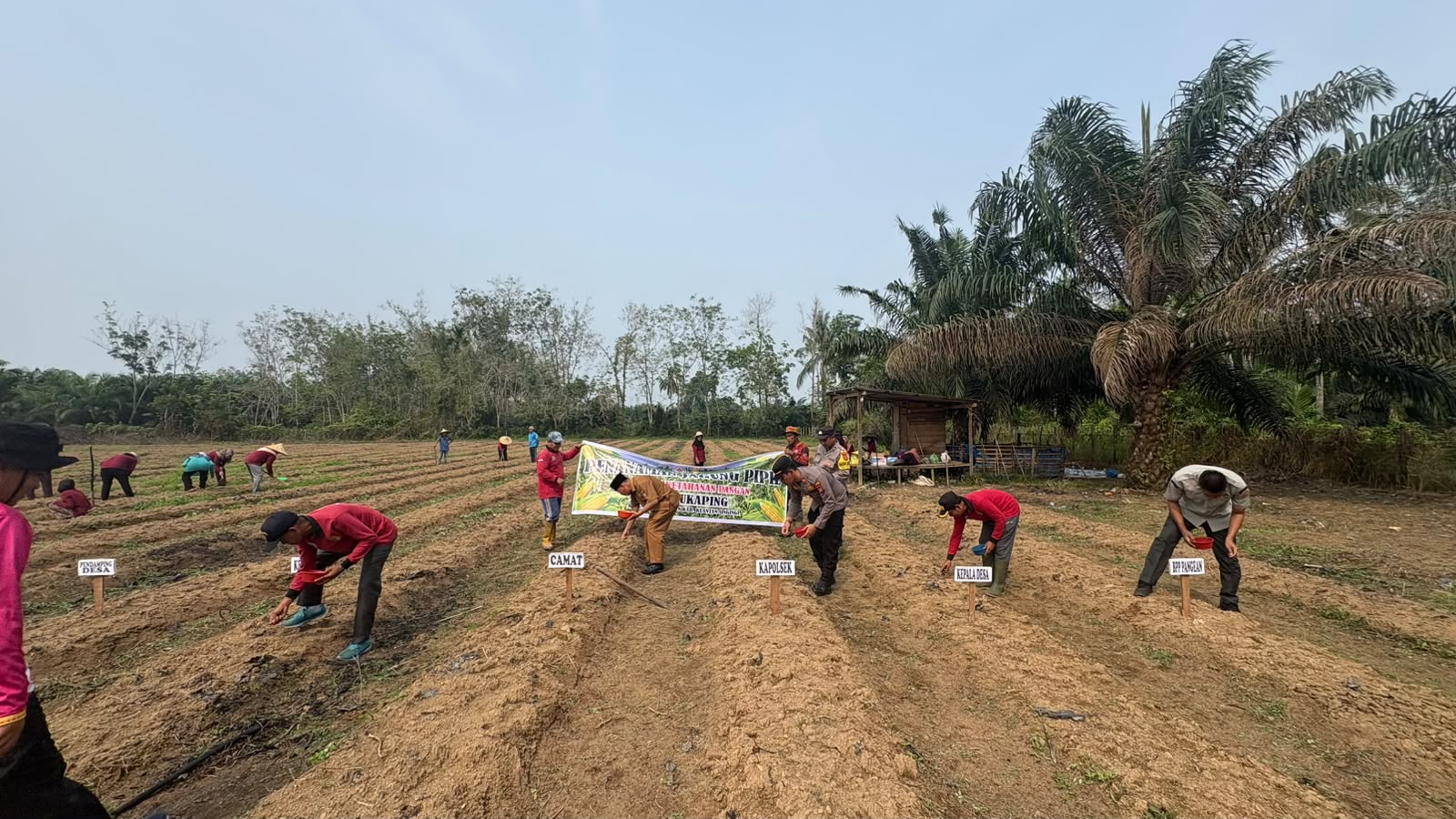 Polsek Pangean Dukung Ketahanan Pangan, Tanam Jagung Pipil di Desa Sukaping