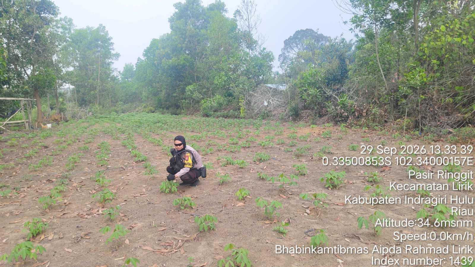 Gagal Panen Jagung akibat Kekeringan, Petani Pasir Ringgit Beralih ke Ubi untuk Jaga Ketahanan Pangan