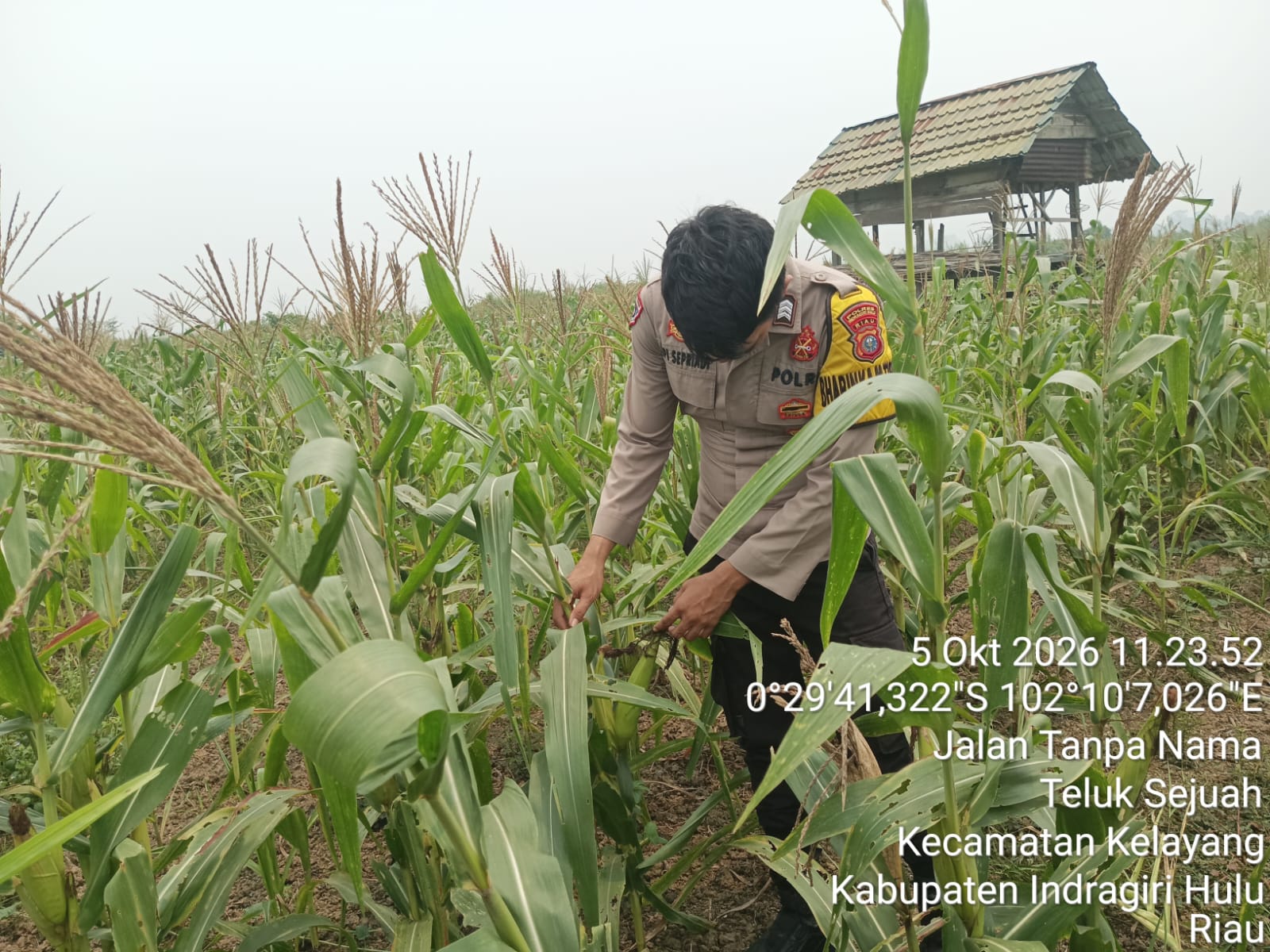 Pantang Menyerah Hadapi Kemarau, Polsek Kelayang Kawal Jagung Pipil di Teluk Sejuah