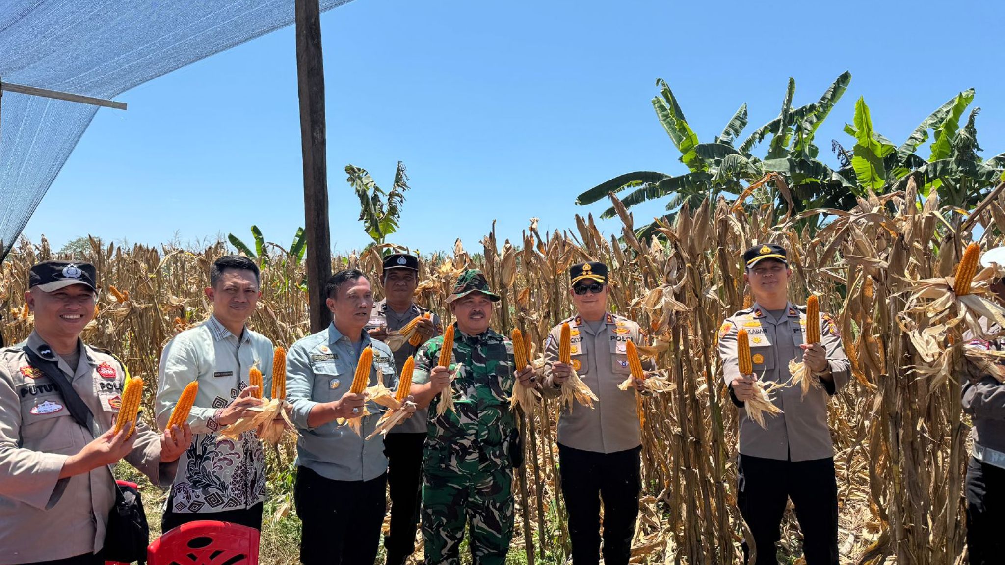 Kapolres Kuantan Singingi Hadiri Panen Perdana Jagung Pipil Dukung Program Asta Cita Presiden RI di Desa Sungai Buluh dan Desa Simpang Raya