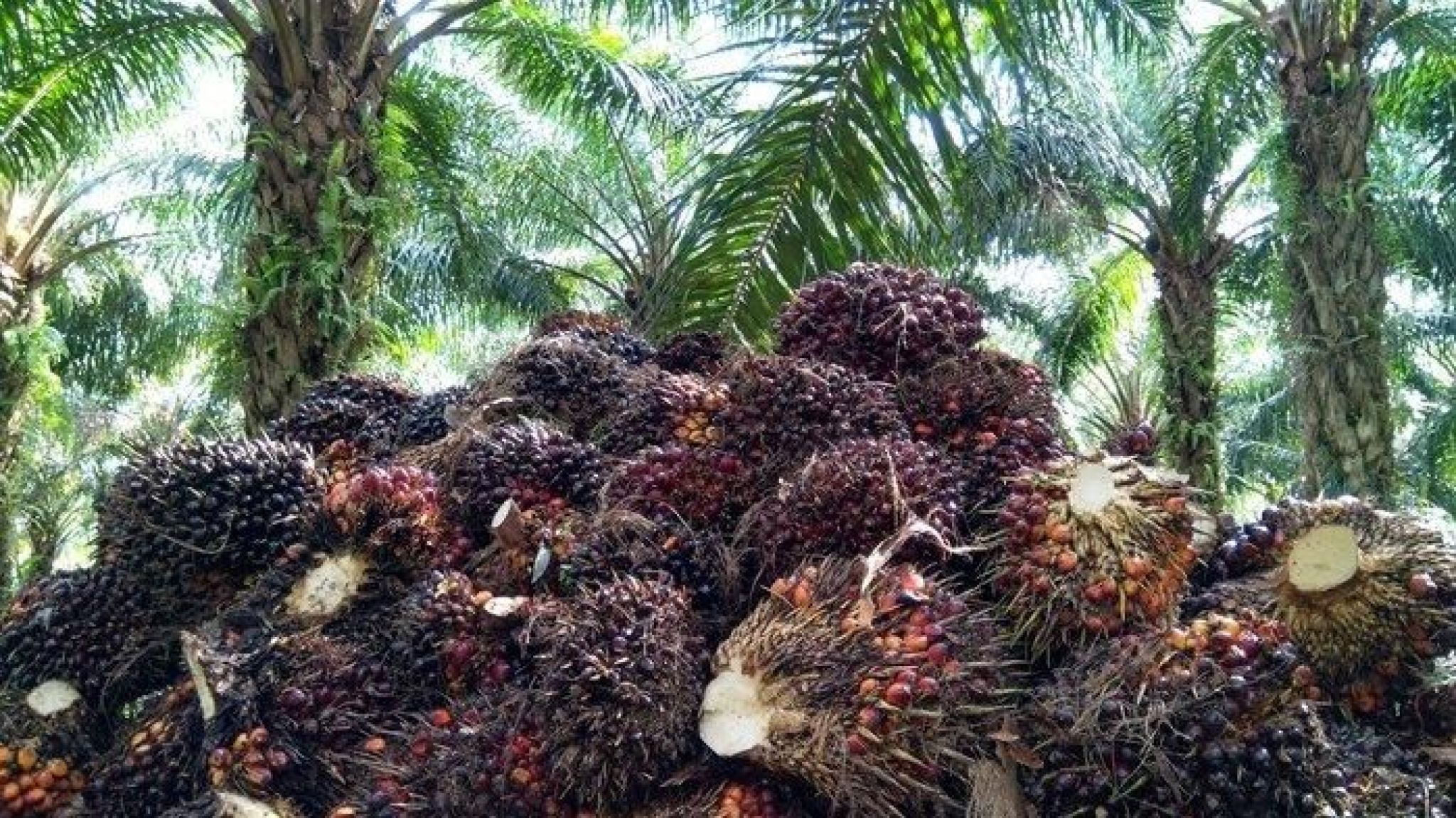 Polsek Pangkalan Kerinci mengamankan pelaku Penggelapan Buah Sawit di PT. Pesawon Raya